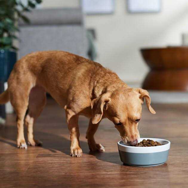 Dog Dry Food Boar & Apple Adult Mini I410
