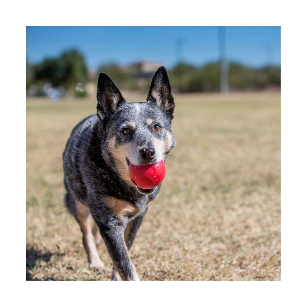 Dog Toy Ball D899