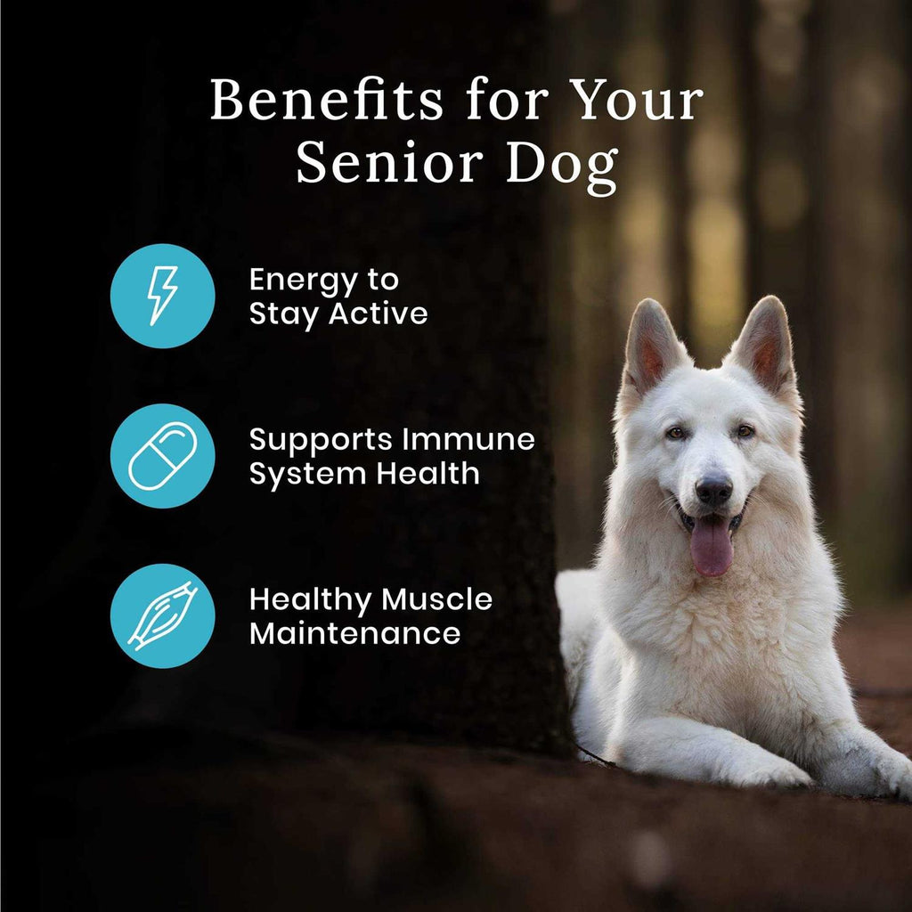 High Protein Natural Senior Dry Dog Food O170186