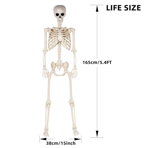 Life Size Posable Skeletons Halloween Decorations U96624