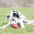 All Natural Peanut Butter Pet Supplies R32242