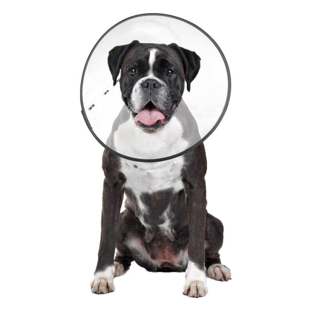 Clear Recovery Collar L736529