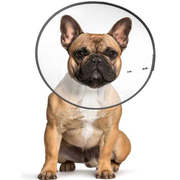 Clear Recovery Collar L736529