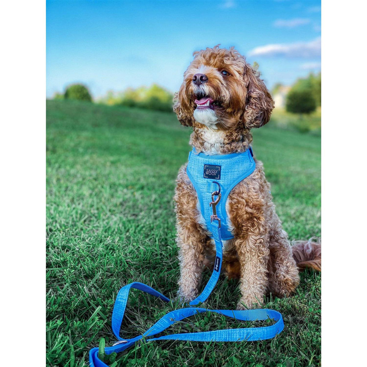 Adjustable Harness R269