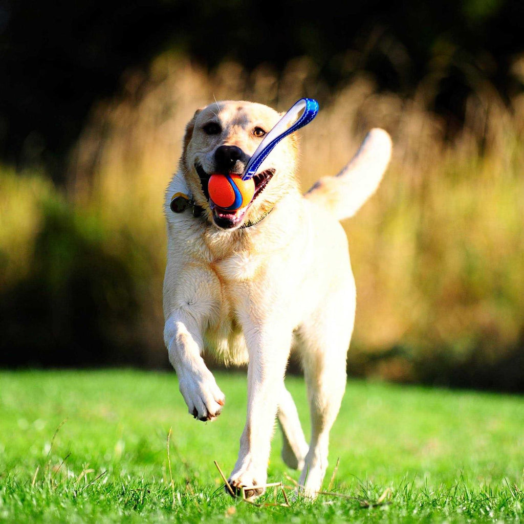 Dog Toy B30594