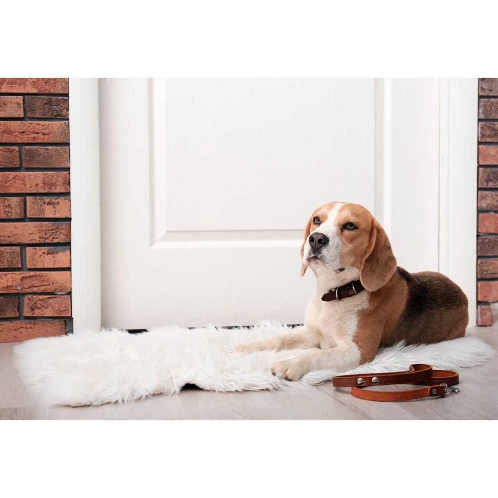Freeze Dried Raw Dog Food M3449