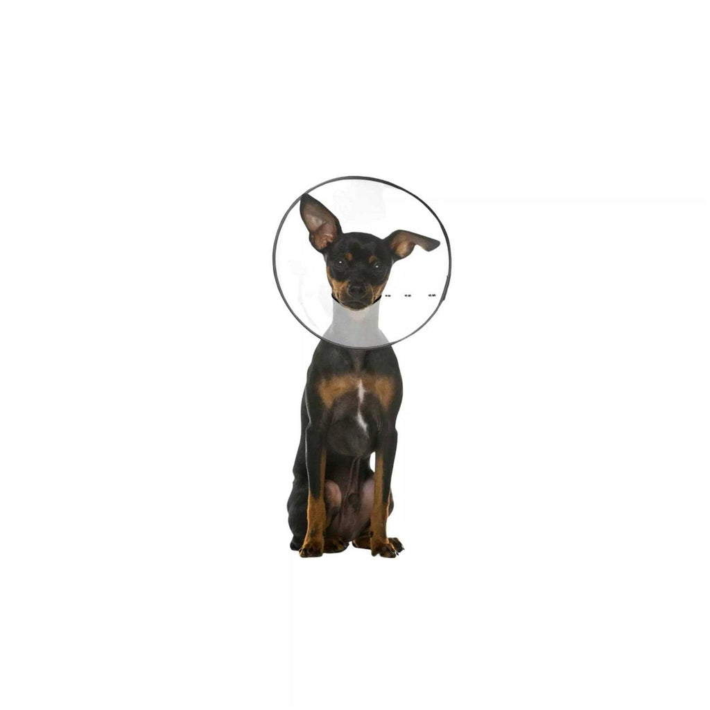 Clear Recovery Collar L736529