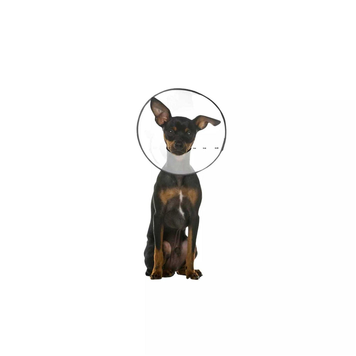 Clear Recovery Collar L736529