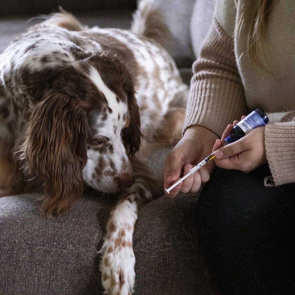Hemp Oil For Dogs N318462