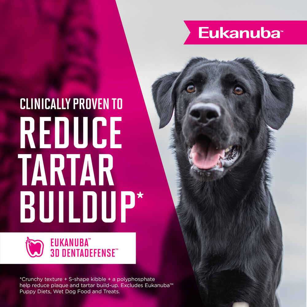 Adult Dry Dog Food Y338215