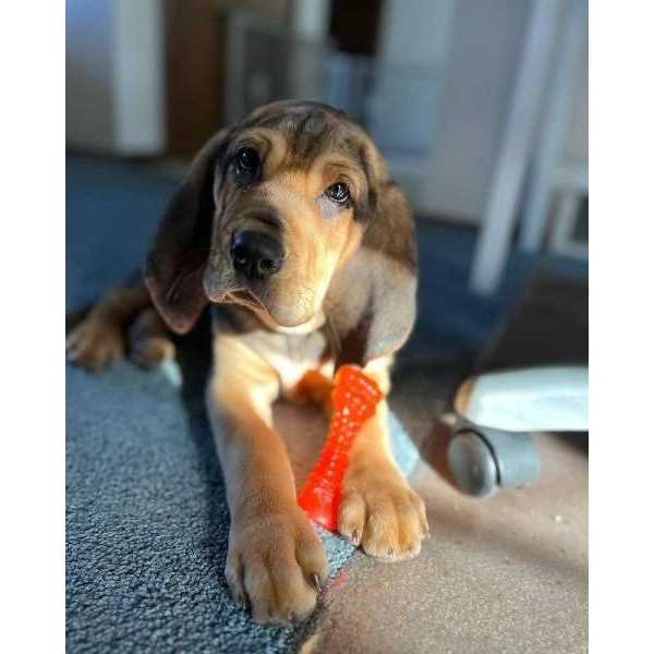 Chill & Chew Bone A8456