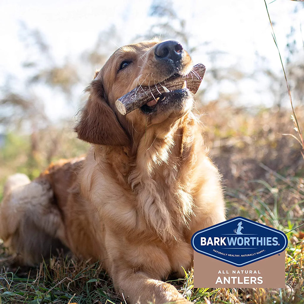Elk Antler Dog Chews Z681
